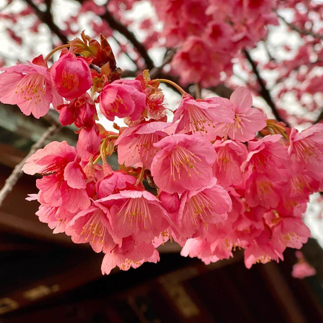堀江淳のインスタグラム：「桜🌸だよね❗️」