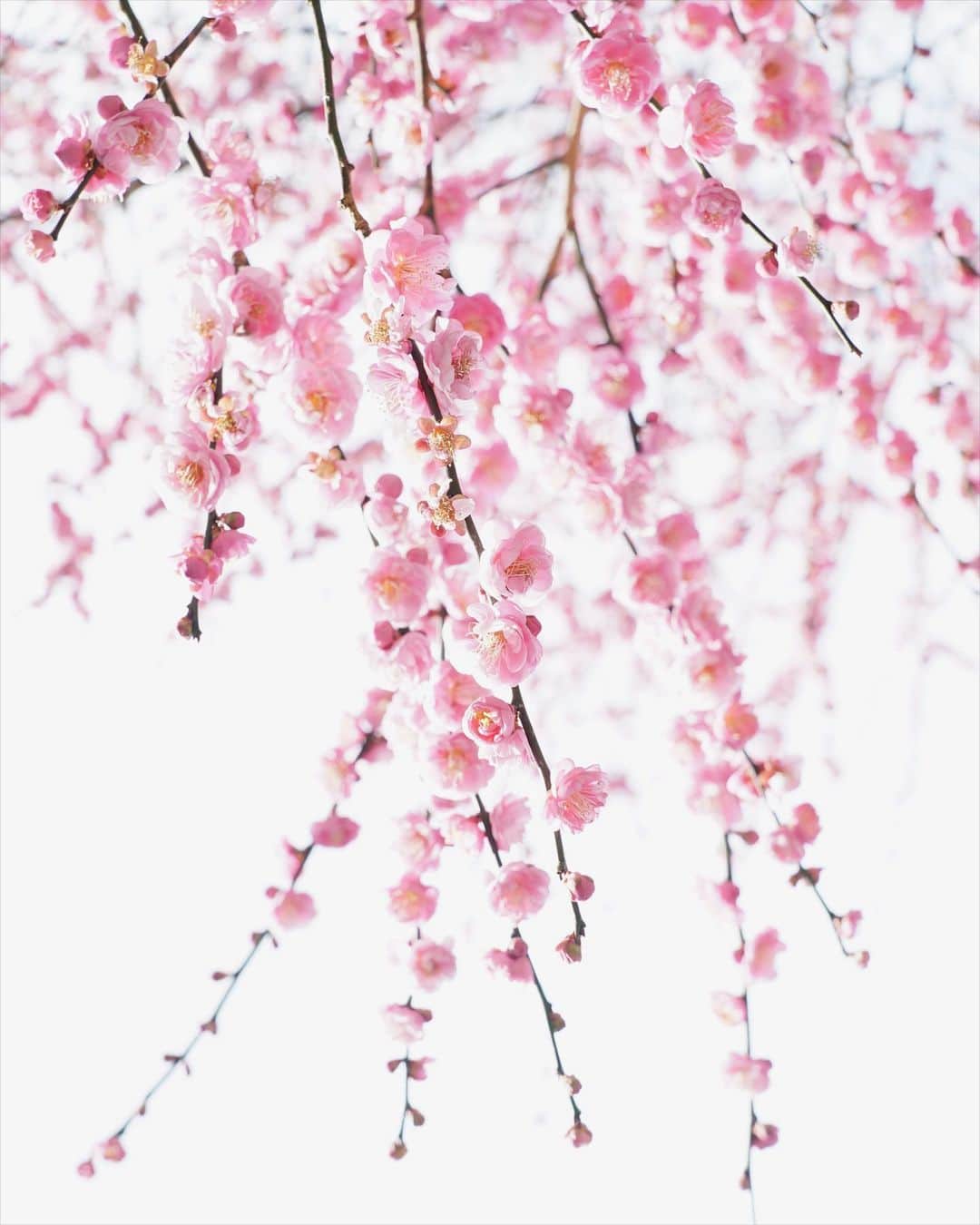 masayaさんのインスタグラム写真 - (masayaInstagram)「Plum blossoms  Atami Baien 熱海梅園 Shizuoka Prefecture today 全体的には来週が見頃でしょう。熱海桜は満開でした。」2月7日 18時16分 - moonlightice