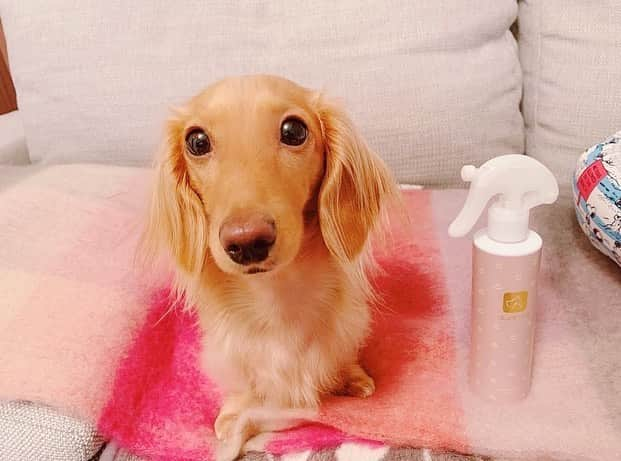 ゆうたむさんのインスタグラム写真 - (ゆうたむInstagram)「我が家の愛犬は最近 (@avancepet )さんの犬用化粧水をつけてブラッシングしたら 毛艶がツヤツヤ〜✨✨ . . . ついでに目やにもティッシュに、シュッとしてひと拭きします💓👀✨ . . . 大分県別府市の温泉を活用した、 100%オーガニック成分でなめても安心だよ👅 . . . 今旅行中で、離ればなれで寂しいよ🐶🐶🥺 . . . #avancepet  #犬用化粧水 #アヴァンスペット #インスタデビュー #インスタグラマーデビュー #のんちゃん #ミニチュアダックスフンド #犬用化粧品 #ドッグコスメ #ペットコスメ #愛犬 #愛犬グッツ #犬用品 #わんちゃん #お散歩 #ブラッシング #グルーミング #グルーミングスプレー #毛並み #犬 #いぬ #犬の皮膚病 #わんこ #ワンコ #dog #dogstagram #dogsofinstagram  #犬スタグラム　#ゆうたむの犬🐶」2月7日 18時44分 - yuutamu_non