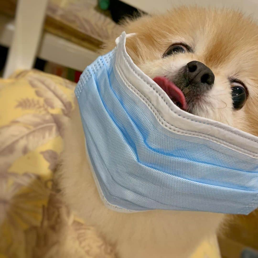 Ella Chuffyのインスタグラム：「ใส่mask กินร้อน ช้อนกลาง ล้างมือถี่ ❤️ wear mask, eat hot thing, clean your hands often, and do not touch your eyes and mouth. Hope this #novelcoronavirus outbreak end soon. (Cough)(cough) 😝 just kidding...I’m fine. Dog doesn’t infect with the new human coronavirus. . . . . . . . . . #ellachuffy #pet #petstagram #pomeranianpage #pomeraniansofinstagram #teacuppoms #cutedogs #pomeranian_lovers #pomeranianlife #pomeranianworld #teddybeardog #pomeranian #puppylove #aplacetolovedogs #dogoftheday #justpomeranians #fluffypack #dogoftheday #corpnavirus #thedailypompom #picoftheday #iflmdog #犬 #狗 #everydaydoglover  #pomeranianww #justpomeranians #ncov2019」