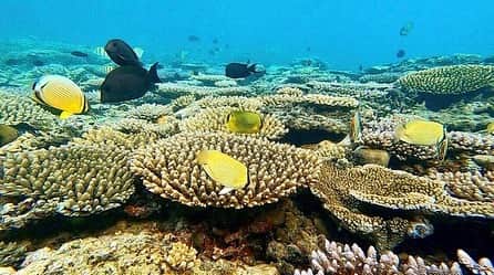 朝日放送「朝だ！生です旅サラダ」さんのインスタグラム写真 - (朝日放送「朝だ！生です旅サラダ」Instagram)「@aiaoki_official 珊瑚礁が広がる #カラフルな海 🏝💜💛💗 水深30メートルでも底が見える透明度の高さ💙 珊瑚礁でできたテーブルやアーチが本当に幻想的😍 フィジーにはおよそ400種類の珊瑚があるらしいんですが、ここの海だけで100種類以上の珊瑚を見ることができるんです👀💕 本当に珊瑚でこんなに感動するなんて思ってなかったので、めちゃくちゃ感動🥺♥️ 私が魚ならこの海に住みたいなぁ🐠💕笑 _ #透明度抜群 #テーブル珊瑚 #美しすぎる #海へ #人魚 #マーメイド #海時間  #フィジー #Fiji _ #ABCテレビ #朝日放送テレビ #生放送 #土曜朝 #8時 #朝だ生です旅サラダ #旅サラダガールズ #青木愛 #海外 #旅 #スペシャル #travel #trip」2月7日 19時39分 - tabisalad