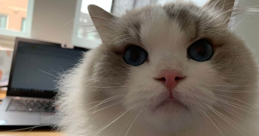 Fresh Stepのインスタグラム：「I see you're working. Play with me. 😸 📷: @twocatshousehold」