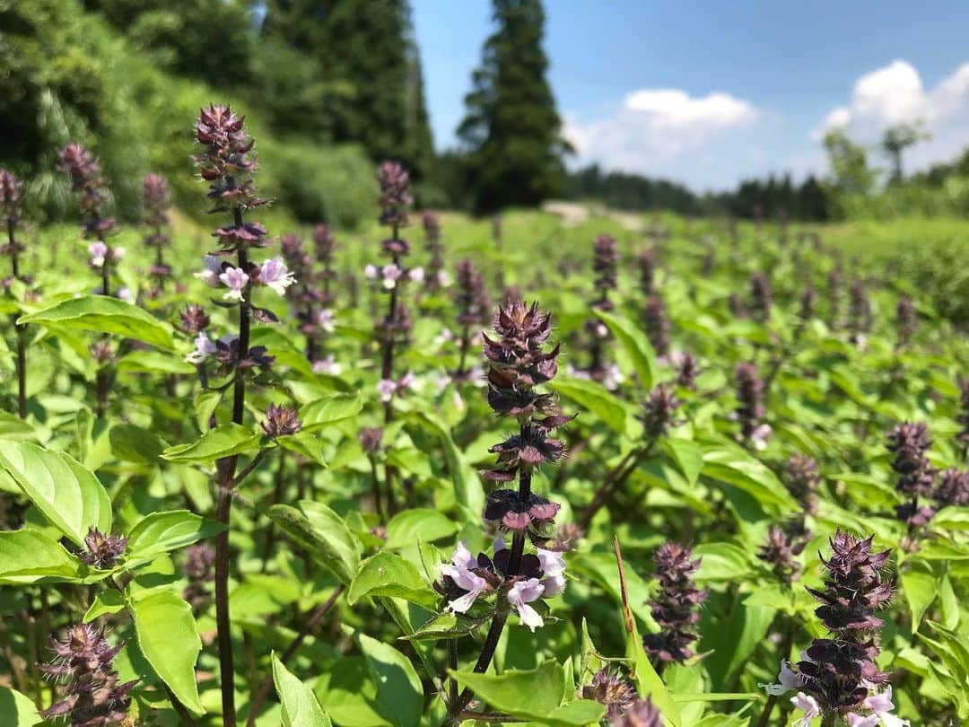 ORGANIC TABLE BY LAPAZのグルメインスタ
