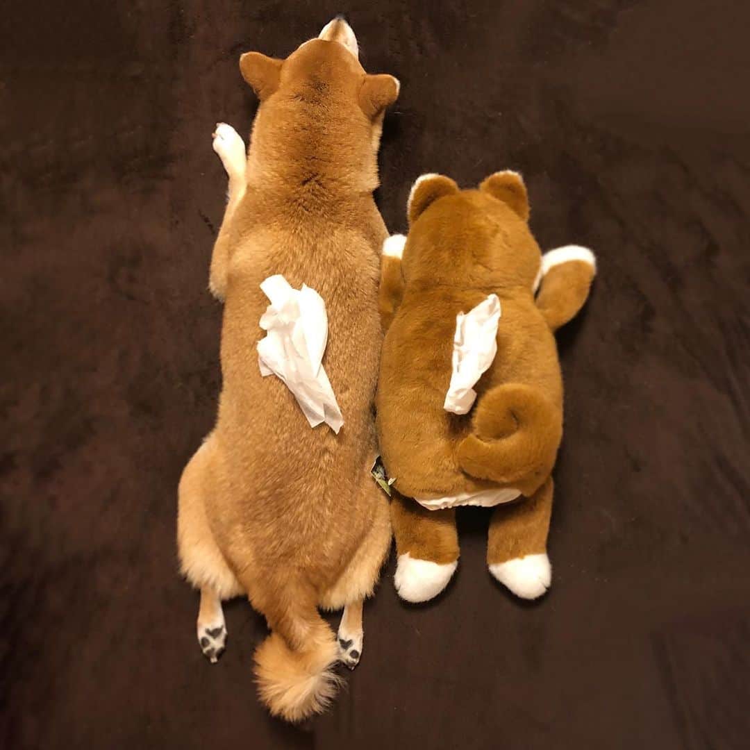 マロたんのインスタグラム：「Do you want to wipe your nose? ティッシュ出ちゃう #shiba #shibainu #kleenex」