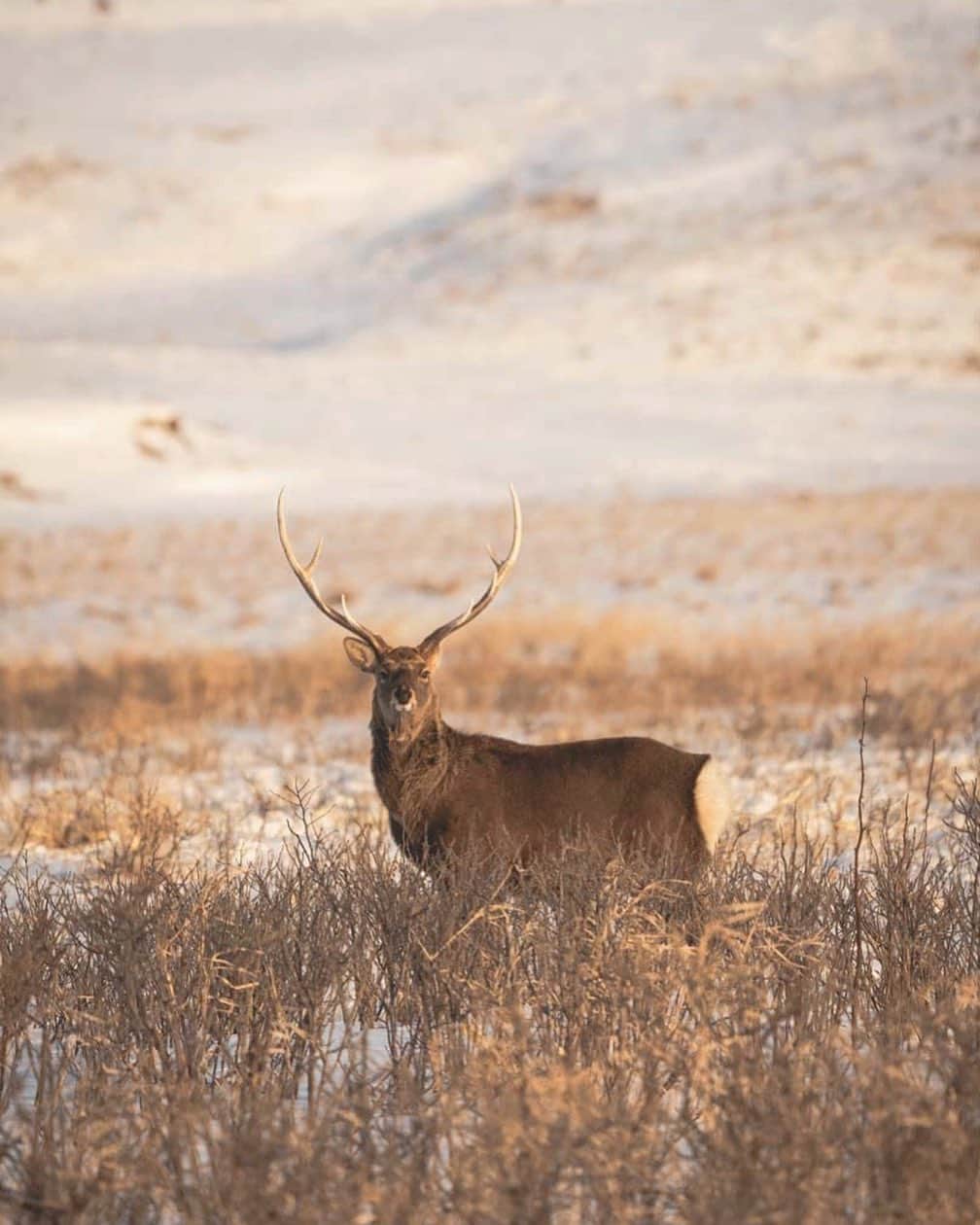 Hikaruのインスタグラム：「Brave deer. . . . 自らも存在する事に驚きを隠せない。 根室野付半島はまた訪れたい場所。 .  #根室 #deer #nationalparksjp #instagram #instagramjapan #igersjp #東京カメラ部 #tokyocameraclub #natgeo #pashadelic #naturephotography #naturegeography #photogrena_nature #photo_shorttrip #japan #hokkaido #写真好きな人と繋がりたい #北海道 #Japan_ilc #sony #bealpha #SonyAlpha #SonyImager」