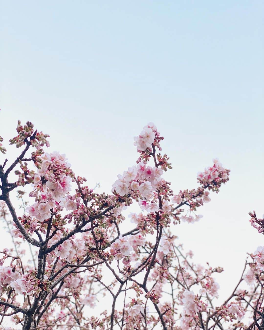 久林紘子さんのインスタグラム写真 - (久林紘子Instagram)「1週間前に見つけた春🌸﻿ ﻿ ﻿ ﻿ #flowerstagram #flowergram  #springhunters #springflowers #cherryblossom #sakura #ig_flowers #flowerslovers」2月7日 22時40分 - rohicocco