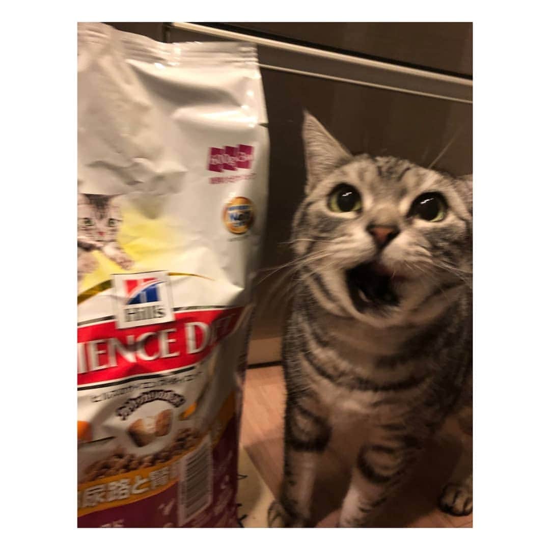 星奈津美のインスタグラム：「ぶれてるけど可愛いの撮れた🐈❤ #実家猫 #アメショー  #我が家の #アイドル」