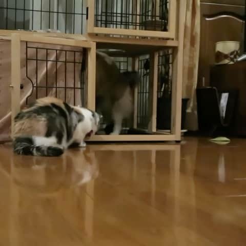 takegaeruのインスタグラム：「不意打ちまりん 何がしたかったの😅  #cat #scottishfold #猫 #スコティッシュフォールド #三毛スコ友の会 #ragdoll #ラグドール #ホワイトポッチーズ」
