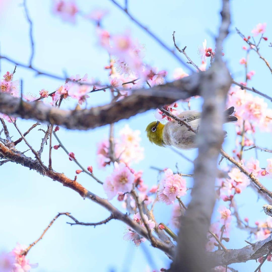 japanese forest & web designer　kapiosanさんのインスタグラム写真 - (japanese forest & web designer　kapiosanInstagram)「Bomber head！！ . . . . . . . . . #Japan #Nature #beautiful #flowers #naturelovers #forestpark #trekking #flowersofinstagram #flowersandmacro #flowerstagram  #ザ花部 #flowerslovers #花 #floweroftheday #macrophotography #梅の花 #team_jp_ #d7200 #nikonphotography #nikond7200 #plum #japanesestyle #梅 #happy #東京カメラ部」2月7日 22時59分 - emiyamada_japan