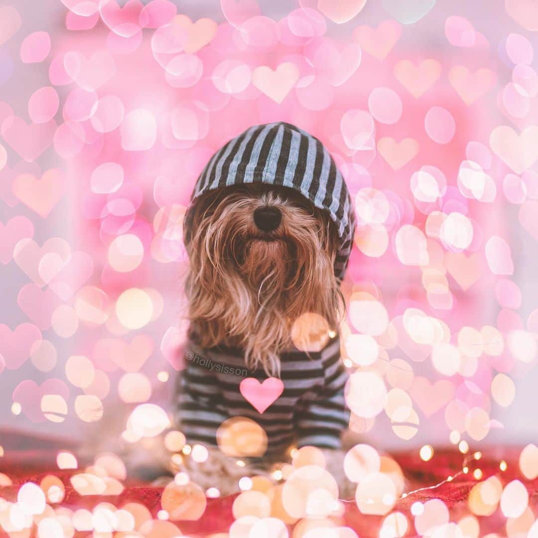 Holly Sissonのインスタグラム：「❤️🐶❤️ #Toronto #Havanese #bokeh #hearts #valentines ~ See more of Oliver, and Alice & Finnegan, on their pet account @pitterpatterfurryfeet ~ Canon 1D X MkII + 85 f1.2L II @ f1.2 (+ Lomography 85mm #Petzval Art Lens for heart bokeh) (See my bio for full camera equipment information plus info on how I process my images. 😊) ~ @bestwoof #bestwoof」