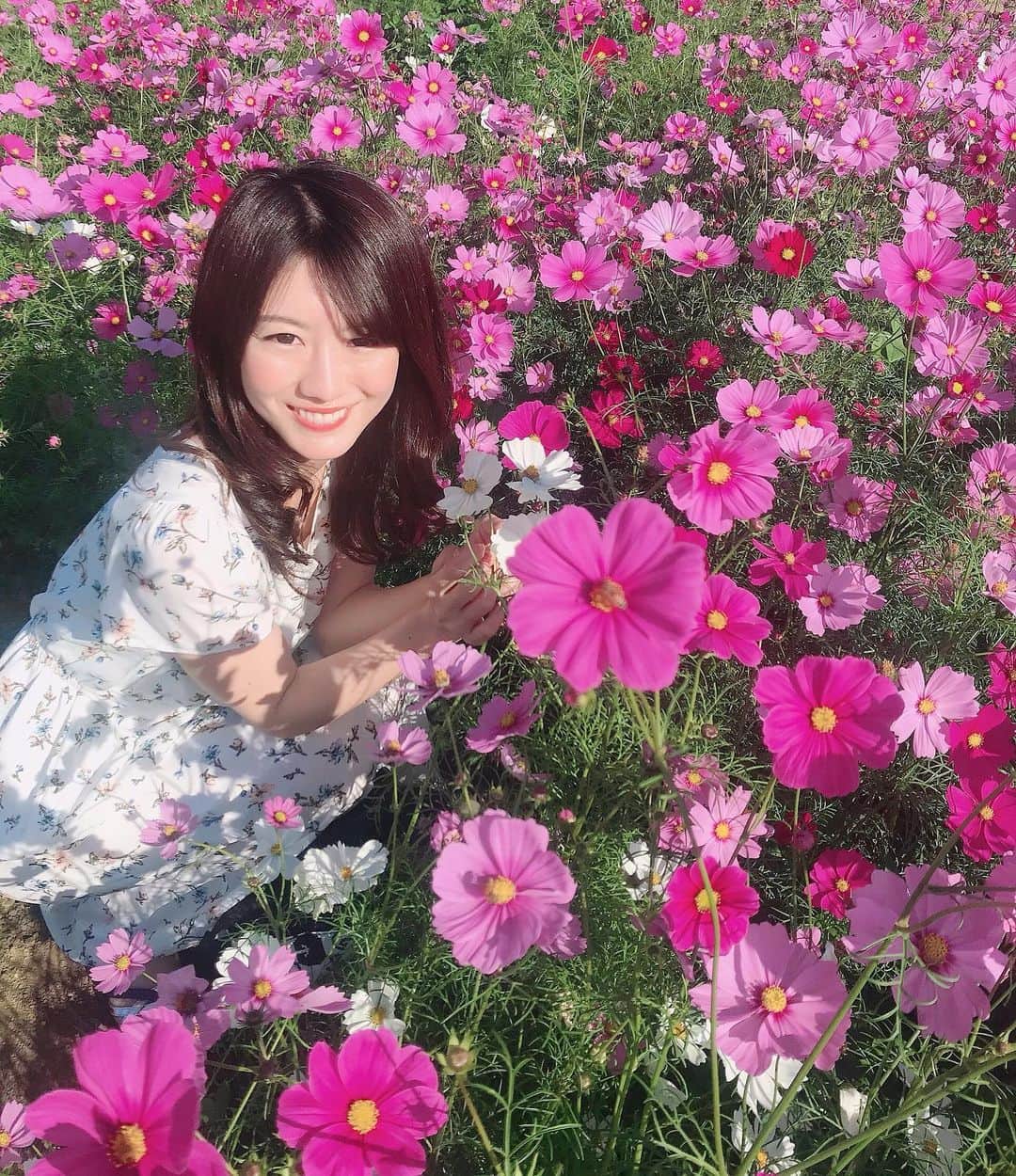 のインスタグラム：「. . ひまわり畑の 横にはコスモスもたくさん咲いていたのです♡♡ . . ここにもミツバチ🐝 . 【場所】 荻道自治会 ひまわり畑 ♡ . #秋桜畑#コスモス#大好き沖縄#旅行好き  #荻道自治会#はいさい#めんそーれ#オリオンビール #インスタ映えスポット #北中城村荻道#ミツバチ #沖縄観光#ドライブ#国内旅行 #旅行好きな人と繋がりたい」
