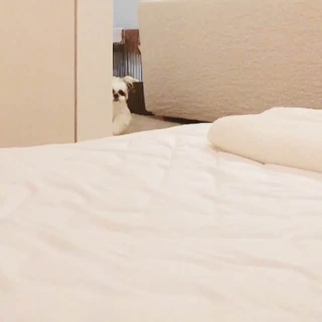 水嶋はちのインスタグラム：「The slow motion movie 🐶🎥 ① * * 今夜はスピードを落としてご覧ください🐶 みなさん、おやすみなさい。。 * * #はち #HACHI #シーズー大好き部」