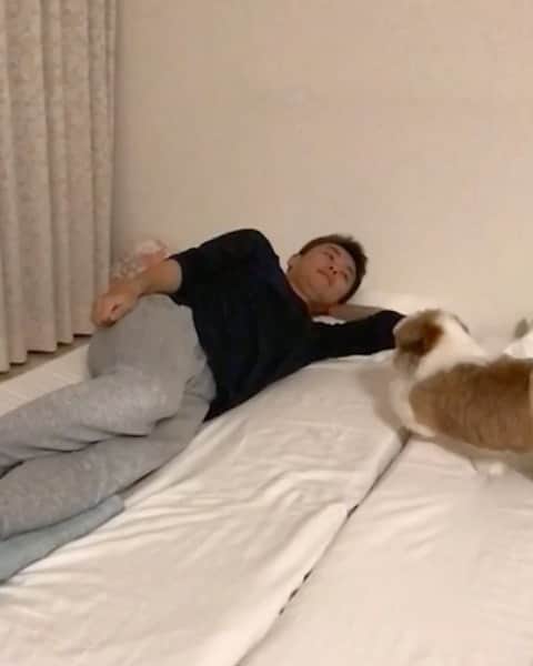 水嶋はちのインスタグラム：「The slow motion movie 🐶🎥 ② * * 違う角度からもゆっくりご覧ください🐶 みなさん、ぐっすり休めますように。。 * * #はち #HACHI #シーズー大好き部」