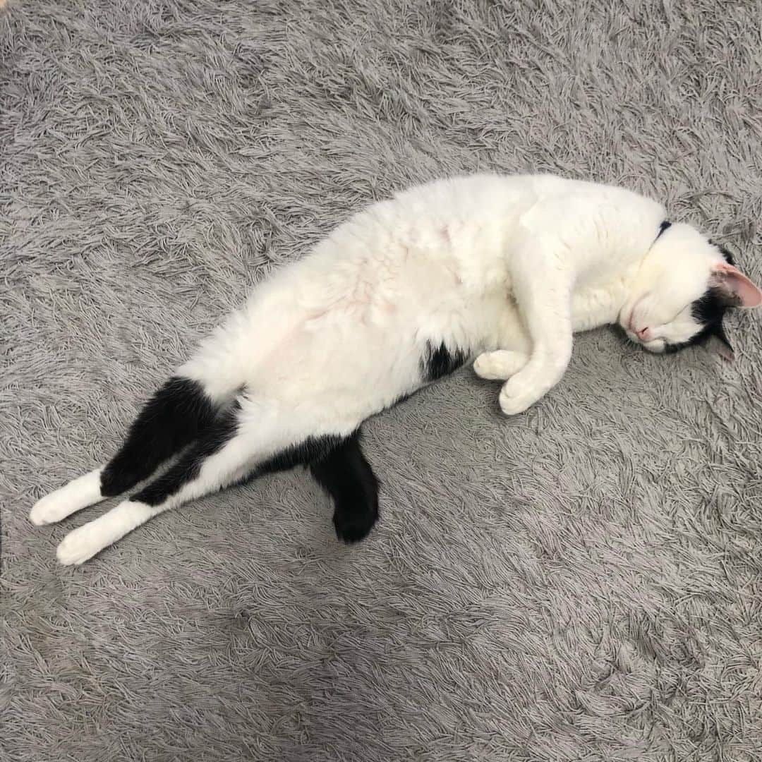 ghemtexのインスタグラム：「#とろねこチャレンジ」