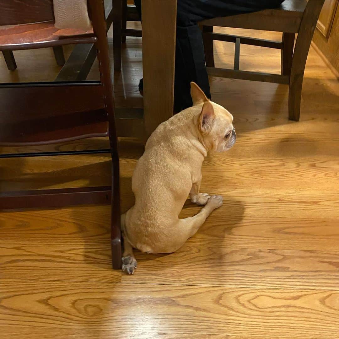Hamlinのインスタグラム：「My mini bro just turned 4 last week. He took Pappy’s phone and snapped this shot. Not bad for a wee biped. Of course it helps when he has me as a subject in full loaf mode. .......... #brother #photographer #loaf」