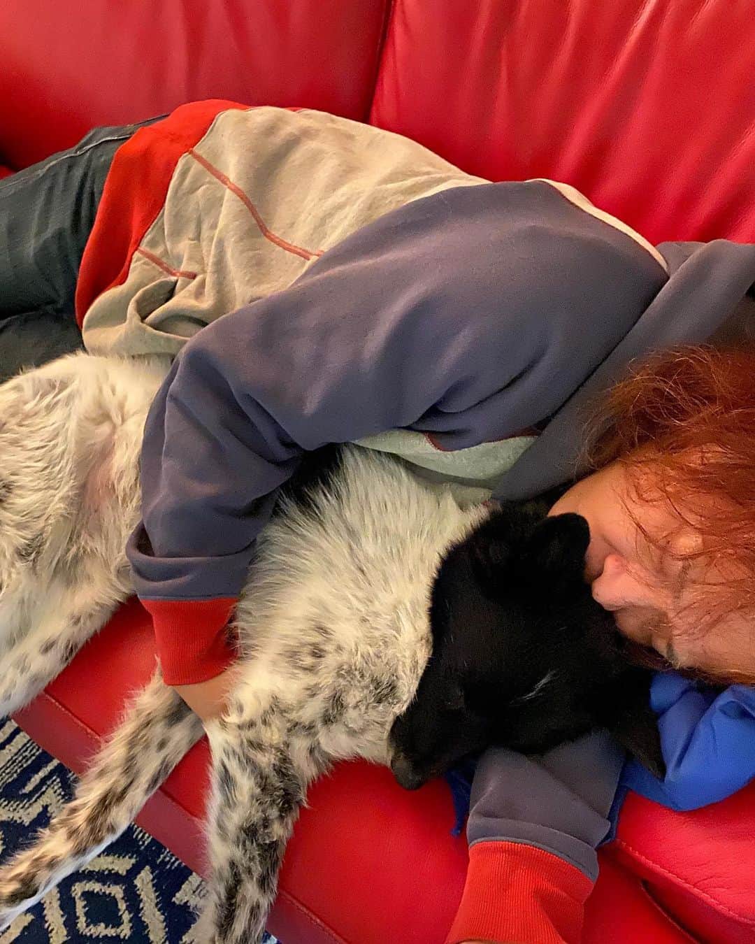 喜国雅彦＆国樹由香さんのインスタグラム写真 - (喜国雅彦＆国樹由香Instagram)「「金時はあったかいなー」と言って、抱っこしたまま仮眠している喜国さん（由）  #dogstagram #dog #mydog #myboy #myhusband #asleep #love #relax #tonight #tokyo #japan #自然のぬくみ最高 #久々に盗撮 #金時はパパ命 #犬ゆたんぽ」2月8日 1時24分 - kunikikuni
