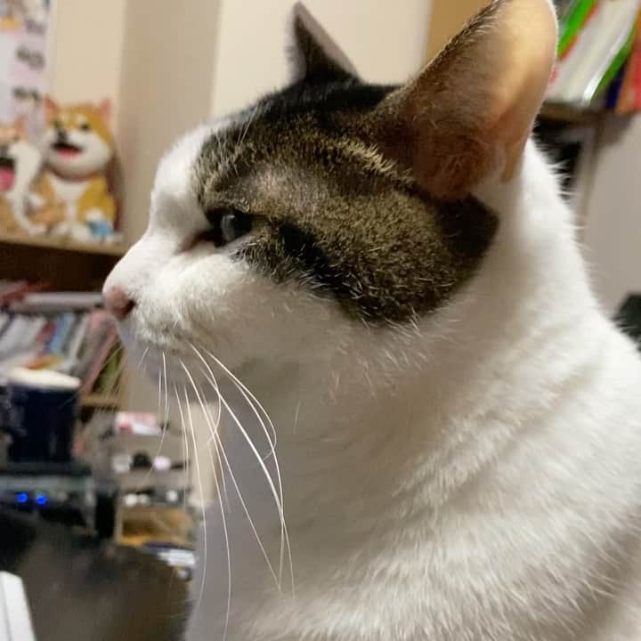 みずしな孝之のインスタグラム：「#とろねこチャレンジ」