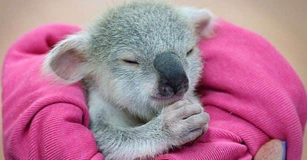 Baby Animalsさんのインスタグラム写真 - (Baby AnimalsInstagram)「Baby koala! 💕 Name a cuter baby animal, I dare you!」2月8日 3時06分 - thebabyanimals