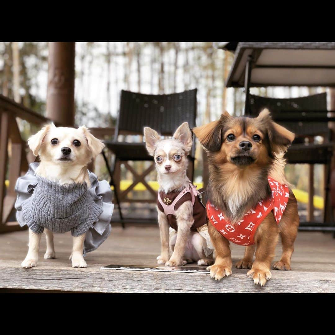 ゆがつくひとのインスタグラム：「. 伊豆高原🌳2泊3日の旅.第1弾🐶💘 . ①～⑤まではまず伊豆高原着いて 愛犬の駅に行ったお写真📷❤️❤️ . ドックラン入ってからいきなり 1人で野生に帰ったまろさん🥺🥺 . 暫く1人を満喫してから てぃなちゃんちゃむりんと ずっと笑顔で走り回ってた🐶💭💕 . すっごい楽しかったんだろうなあ てめちゃくちゃ伝わってきた😢💗 . ⑥～⑦は愛犬お宿の着いて すぐのお写真☀️ まろぴてぃなちゃん大好きみたいで ずっと遊ぼう遊ぼううるさかった🤭 . ⑧～⑩は愛犬の駅を満喫する 動画です*Ü*💕💕 . 思い出ありすぎてまだまだ 弾続くのでよろしくお願いします🥺 . ほんとーにまろが楽しそうで 今回実現できて良かったありがとう😭❤️ . #思い出 #第1弾 #旅行 #女子旅  #愛犬と旅行 #愛犬とお出かけ  #愛犬との暮らし #わんこのいる生活  #わんこなしでは生きていけません会  #幸せ #楽しすぎた #わんこ部 #わんこは家族  #いぬすたぐらむ #可愛いすぎる  #伊豆高原 #愛犬お宿 #愛犬の駅」