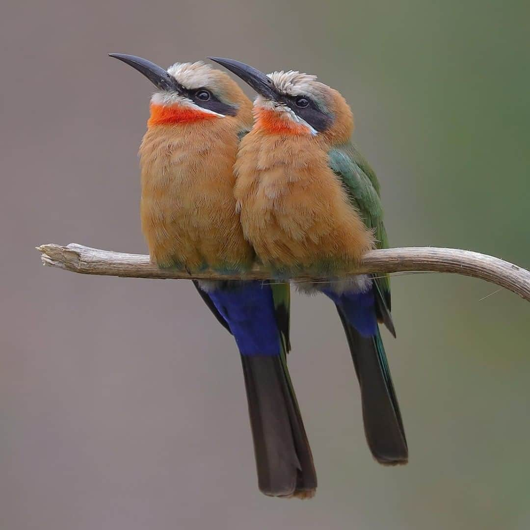 San Diego Zooさんのインスタグラム写真 - (San Diego ZooInstagram)「Tag your wing man/lady/person. #TwoBeesInAPod #BeeEaters #FeatheredFriday 📷: Ian Gill」2月8日 4時16分 - sandiegozoo