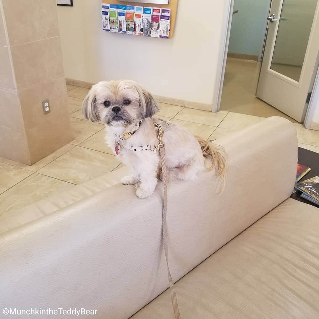 Original Teddy Bear Dogさんのインスタグラム写真 - (Original Teddy Bear DogInstagram)「I'm like a bird sitting on a perch 🐦🐶 At the doggie dermatologist to help clear up my allergies. Have a bit of roid rage but other than that I'm good 😂」2月8日 4時24分 - munchkintheteddybear