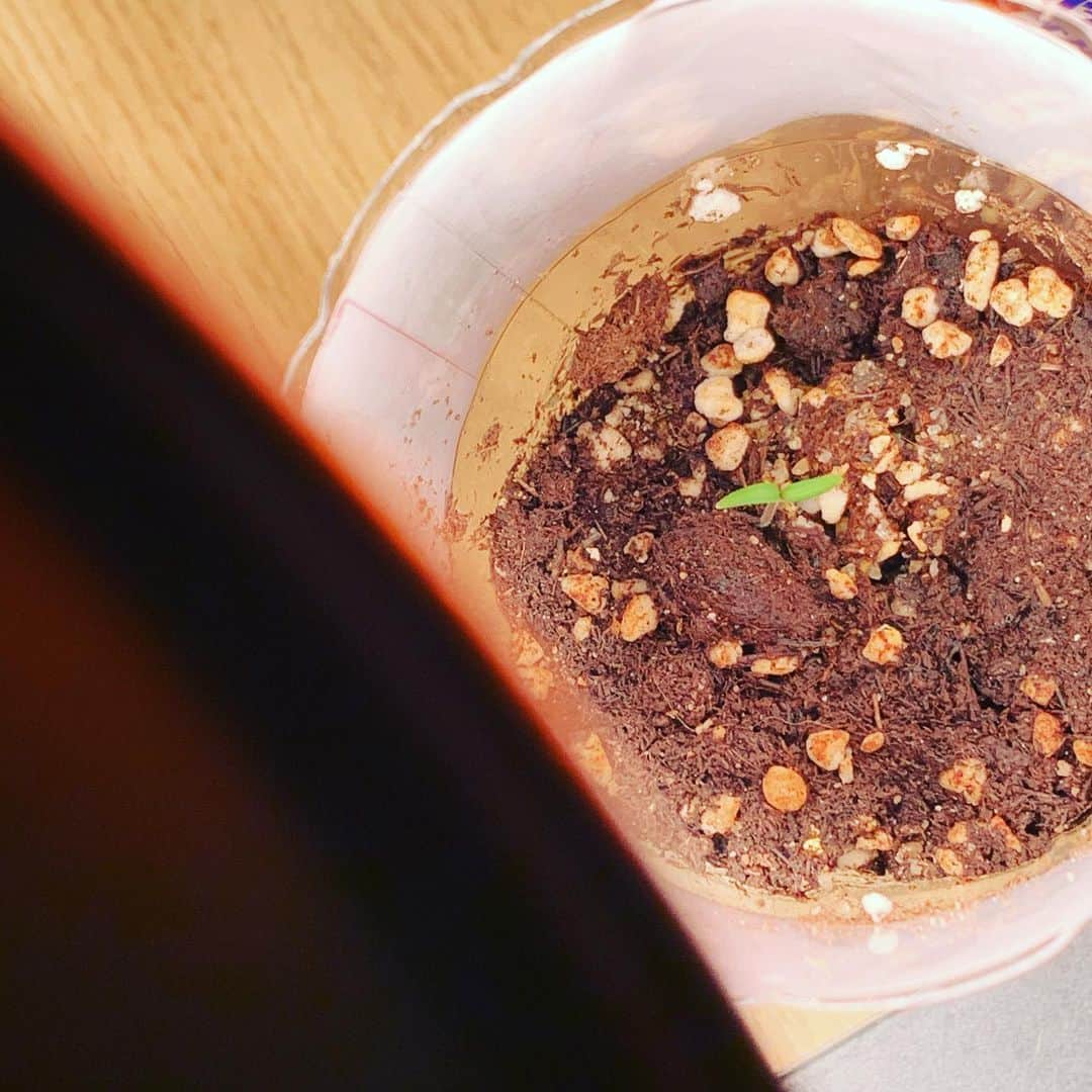 スティーブン・チョンのインスタグラム：「🌱☀️」
