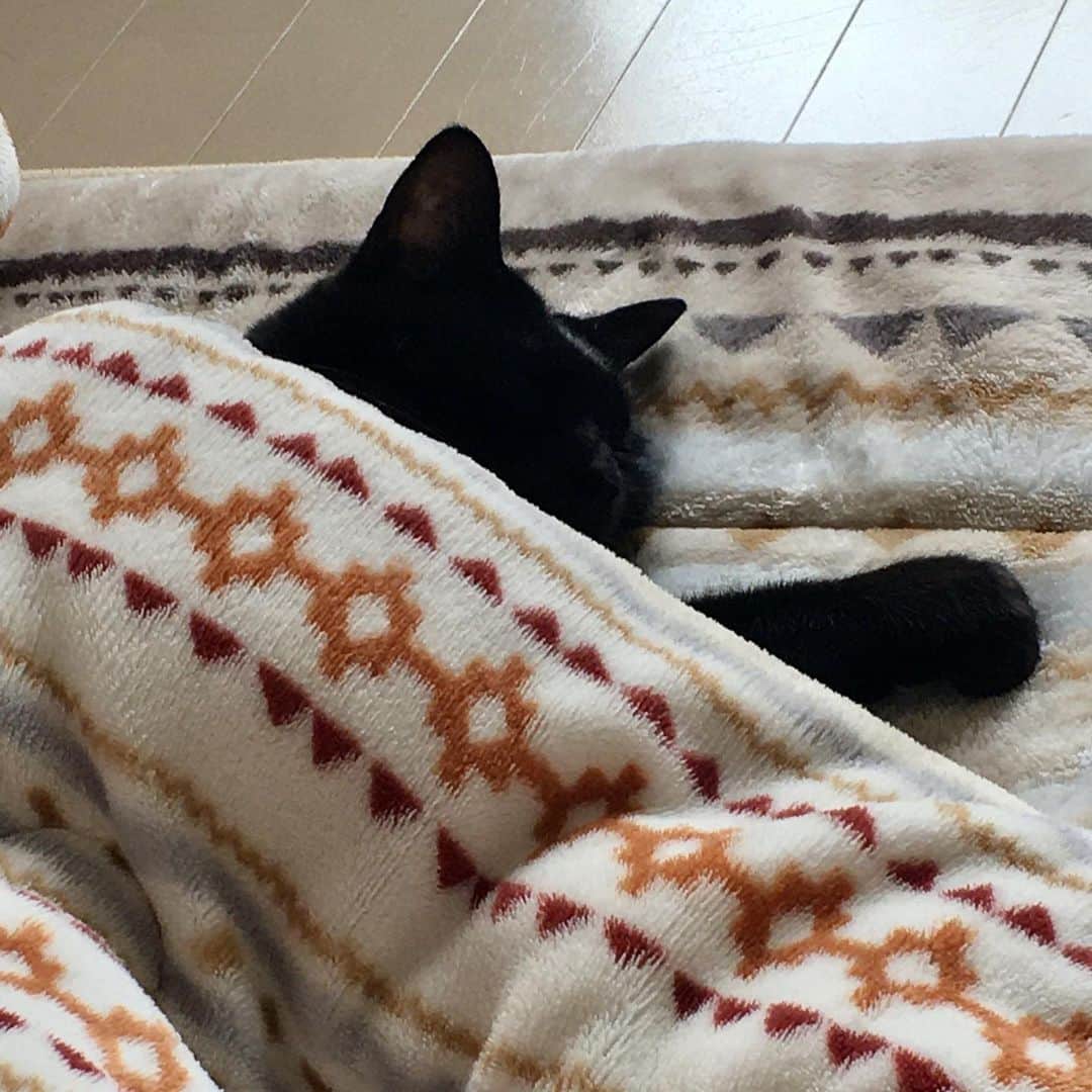 のインスタグラム：「正しいコタツの入り方を会得した、我が家のニャンコ。 #cat  #ねこ」