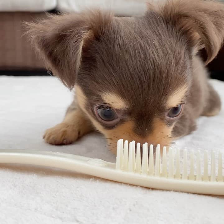 Rina Itagakiのインスタグラム：「Niko vs Hair brush🐶 歯が生えてきてなんでもガジガジ🤭 最後の突撃が…😩❤️ #チワワ #パピー #チワワ部 #いぬのいる暮らし #いぬのきもち #chihuahua #dogsofinstagram」