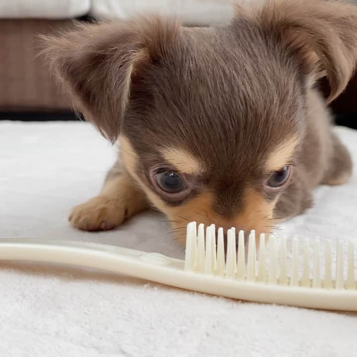 のインスタグラム：「Niko vs Hair brush🐶 歯が生えてきてなんでもガジガジ🤭 最後の突撃が…😩❤️ #チワワ #パピー #チワワ部 #いぬのいる暮らし #いぬのきもち #chihuahua #dogsofinstagram」