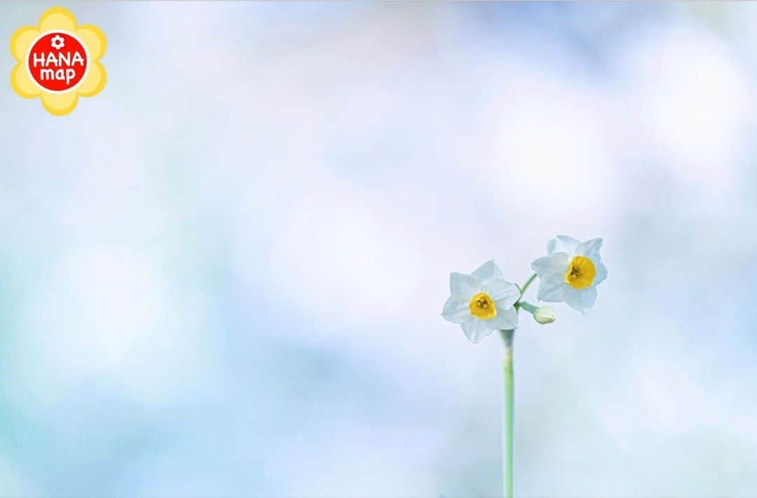 はなまっぷ❁日本の花風景さんのインスタグラム写真 - (はなまっぷ❁日本の花風景Instagram)「🌸😊みんなではなまっぷ😊🌸 * @_____hugme さんの  花のある風景に花まるを💮✨ * 東京　#昭和記念公園 Showa Kinen Park, Tokyo. * photo select by @ryo07230808 さん💮＆はなまっぷ🌸 * 素敵なお写真をありがとうございます🌸 * みなさんに選んでいただいた素敵なお写真を季節に関係なくご紹介しています🌸 * 🌸😊みんなで　はなまっぷ😊🌸 * ご応募は簡単、「#はなまっぷ」のタグの中から素敵なお写真を発見したら（過去に投稿された素晴らしいお写真もOK）@minna_de_hanamap 宛に撮影者の方のIDが分かる様にDMでスクショ等をお送りください。 発見者の方のIDも明記して（匿名可）、はなまっぷでご紹介させていただきたいと思います🌸 お花畑の管理人様や企業様によるご自身のお花畑のセレクトも大歓迎です。全てのお写真をご紹介出来ないかもしれませんがお力添えいただければ嬉しいです🙇‍♀️どうぞよろしくお願いします🌸」2月8日 7時36分 - hanamap