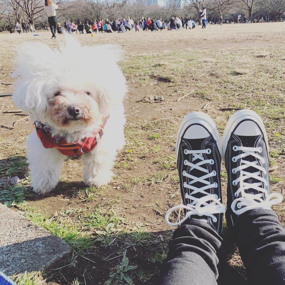 安田美沙子さんのインスタグラム写真 - (安田美沙子Instagram)「やっとはんなのトリミングに行けました😊🐶❤️家で洗ったりで、毛玉も出来てた。いやー見違えた！笑 ビションフリーゼは、公園に行った時とこんなにも違うのかというくらい別人になる気がします❤️ . . . はんなをトリミングに預けて、友人ママとブランチ＆キッズ服の展示会へ✨ 可愛いかった❤️桜も咲いていたし、春がすぐそこまで来てます🌸はんながお散歩で、モップのように花粉を持ち帰りませんように。。。 . . . #instagood #trimming  #beauty #bichonfrise  #dog #white #13yearsold  #cherryblossom」2月8日 9時12分 - yasuda_misako