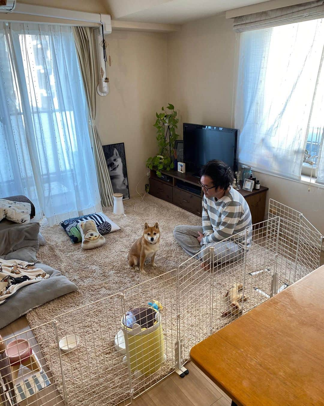 豆柴にこちゃんさんのインスタグラム写真 - (豆柴にこちゃんInstagram)「🐶 おはよー #iphone11pro に機種変しました✨ . まだこれといった写真は撮れてないけど 簡単にiPhone7との比較。 . 1枚目はiPhone11のポートレートモード の輪郭強調照明。 . ■にこケツ比較 2枚目 iPhone11ポートレート 3枚目iPhone7 11ではお尻がより強調されました🍑 . ■部屋比較 4枚目iPhone11 5枚目iPhone7 暗！ . 6枚目はiPhone11で4ー5枚目と 同じ場所で撮った広角写真。 部屋が広く見える✨ . ■動画同時撮影比較 7枚目iPhone11 8枚目iPhone7 . 一番期待してた動画は、 正直よくわからない😂 11の方が赤みが強くて色がくらいかなぁ . →追記 違いが出てないのは4kに 設定してなかったからっぽい！ あとでまた4k実験してみます . 9枚目iPhone11 ステージ照明モード . 10枚目iPhone11 ハイキー照明モード . 動画はやはりデジカメの4Kには 勝てないけど写真はデジカメを サッと出せないときには助かりそう❣️ . あと広角への切り替えはデジカメだと レンズ変えなきゃで大事な瞬間を逃す可能性 があると思うとスッと広角に変えれるのは便利❣️ . #柴犬#豆柴#pecoいぬ部#犬#わんこ#犬#ここ柴部#shibainu#dog#mameshiba#pecotv#shiba#いぬのきもち部#しばいぬ#しばけん#こいぬ#シバイヌ#いぬ#イヌ#ペット#日本犬#子犬#puppy#pet#시바견#강아지#개#barked#9gag」2月8日 9時44分 - nikochan.mame48