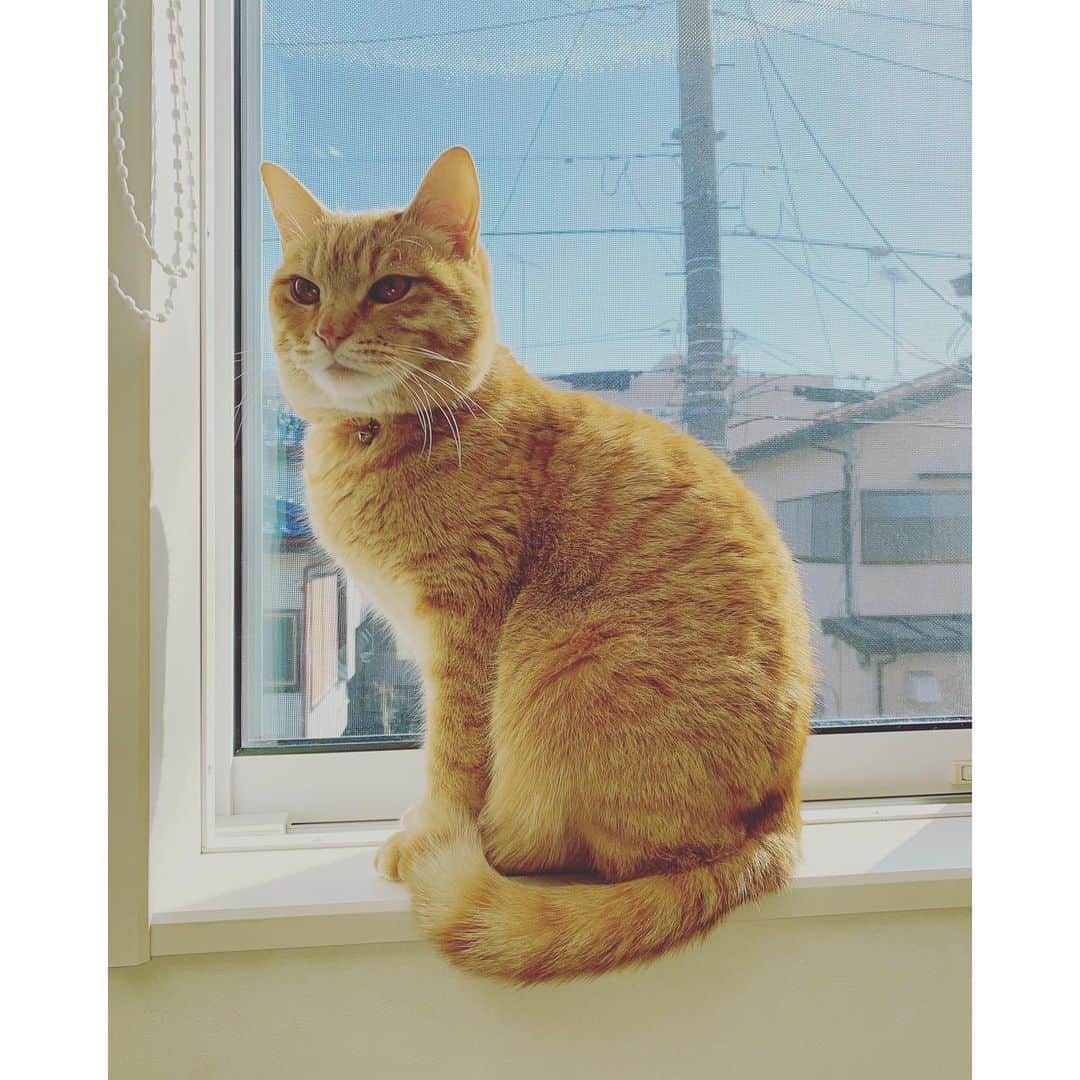 kainatsuさんのインスタグラム写真 - (kainatsuInstagram)「おと。成猫感。 どこか中性的な雰囲気を漂わせてるあたりが今時の若者っぽい。笑 #oto_no_koto」2月8日 10時21分 - natsugram_life