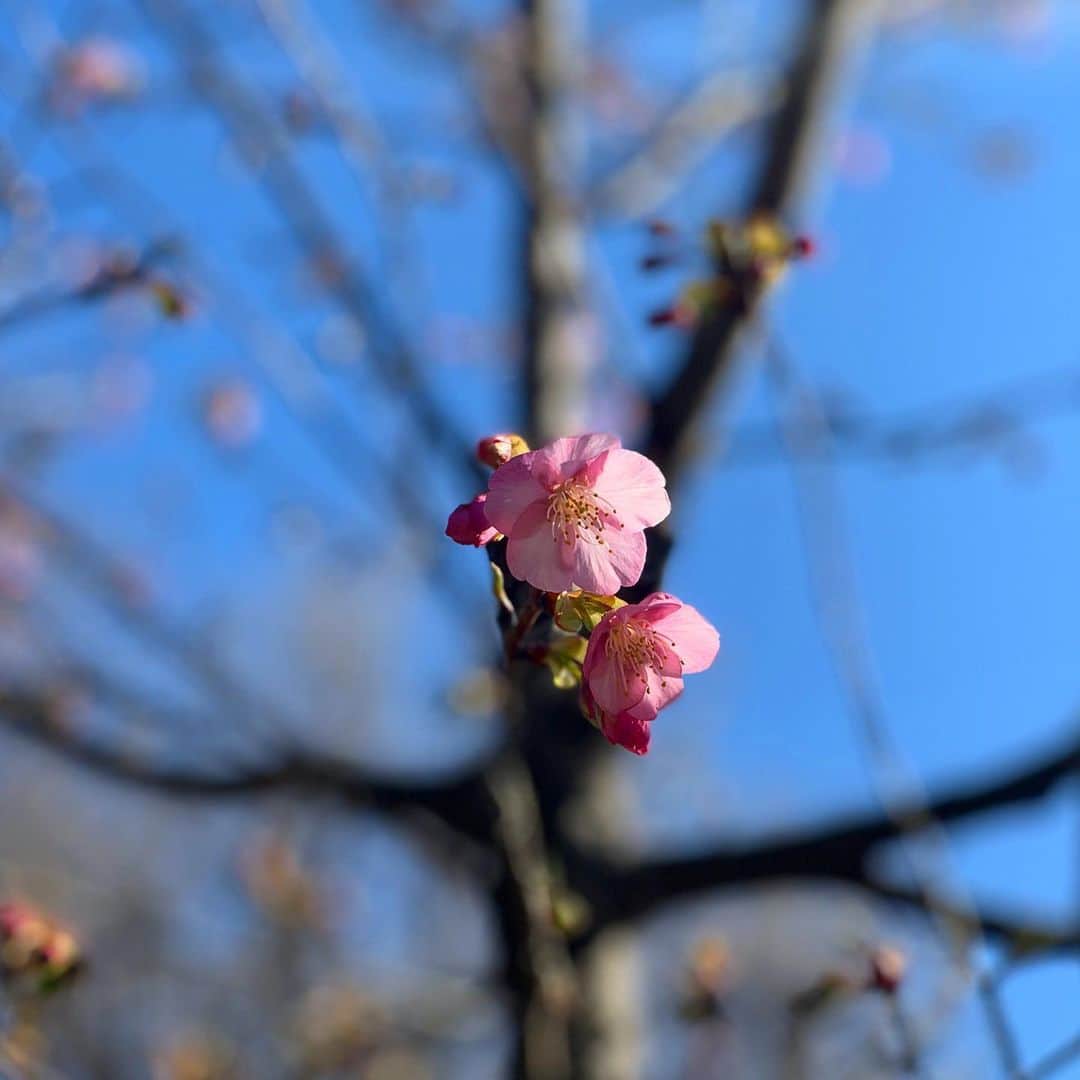 平川彩佳さんのインスタグラム写真 - (平川彩佳Instagram)「. ラン後のランチ。 . #鯵の干物 #白菜とツナのサラダ #根菜サラダ #あまおう . 走っていたら 河津桜が咲いているのを発見。 春を感じて 幸せな気持ちになりました。」2月8日 12時35分 - hirakawa_ayaka