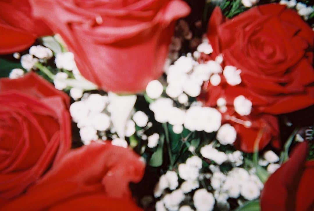 宇井真白のインスタグラム：「🥀 #薔薇 #バラ #ばら #写ルンです #film」