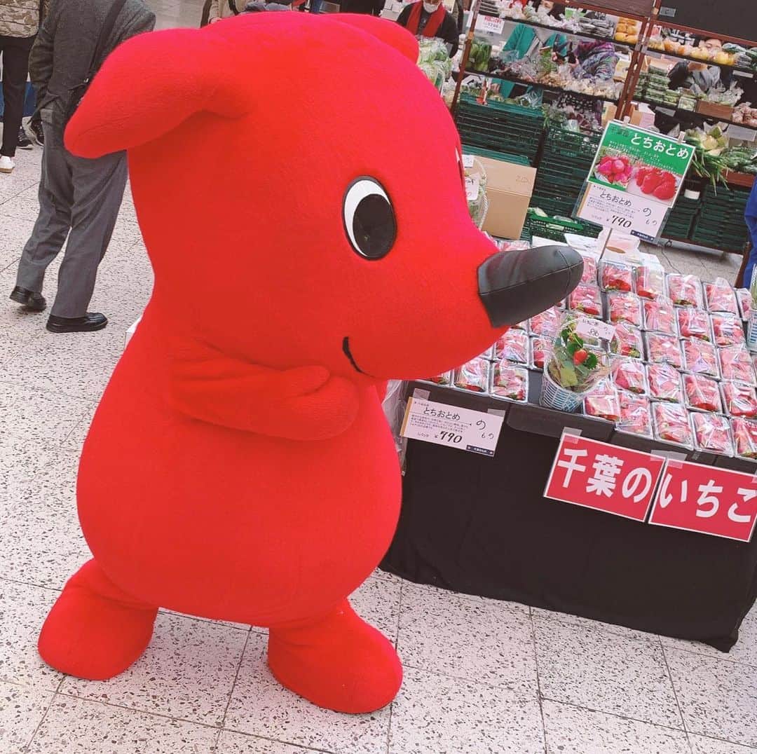 椿隆之のインスタグラム：「昨日から　ゆるキャラ　に会いまくりだ〜 　今日は偶然だが  #チーバーくん  #千葉県  #ゆるキャラ」
