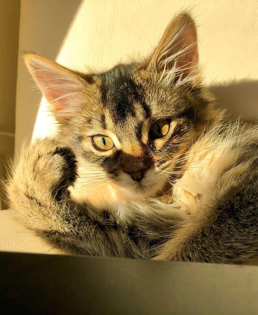 栗原里奈さんのインスタグラム写真 - (栗原里奈Instagram)「先日ともだちのお家のねこちゃんに会いに行ってきました💘 いやされた。。。 猫っていろんな表情するんですよ🥺📸 癒し。可愛いいなあ。。 @shirayuki_2017.09.14  もみてね💘🙃 #ソマリ #カメラマンに転向しました #犬猫大好き」2月8日 13時46分 - rina__kurihara