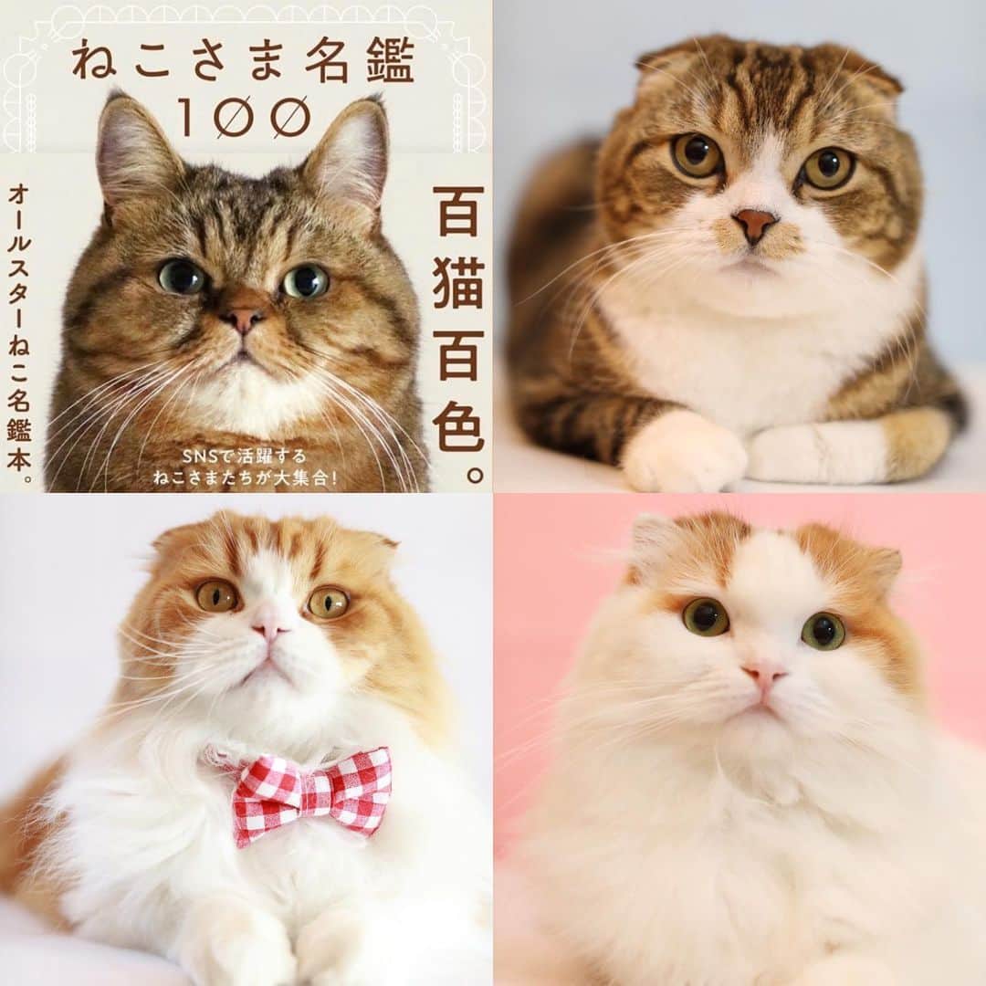 yayoi89さんのインスタグラム写真 - (yayoi89Instagram)「Each personality is cute . 🟦⬜️🟪 . 3にゃんこーズで出させていただきました❣️🐵🦁🐹 . ねこさま名鑑100  @pie_animal_book  2月12日発売 . みんなそれぞれで本当に可愛い写真集です😍 よかったら見てみてくださいね〜📖 . @pie_international  #cats #scottishfold #adorable #catlover #weeklyfluff #fluffy #love #catlife #catphoto #ilovemycat」2月8日 23時48分 - yayoi89