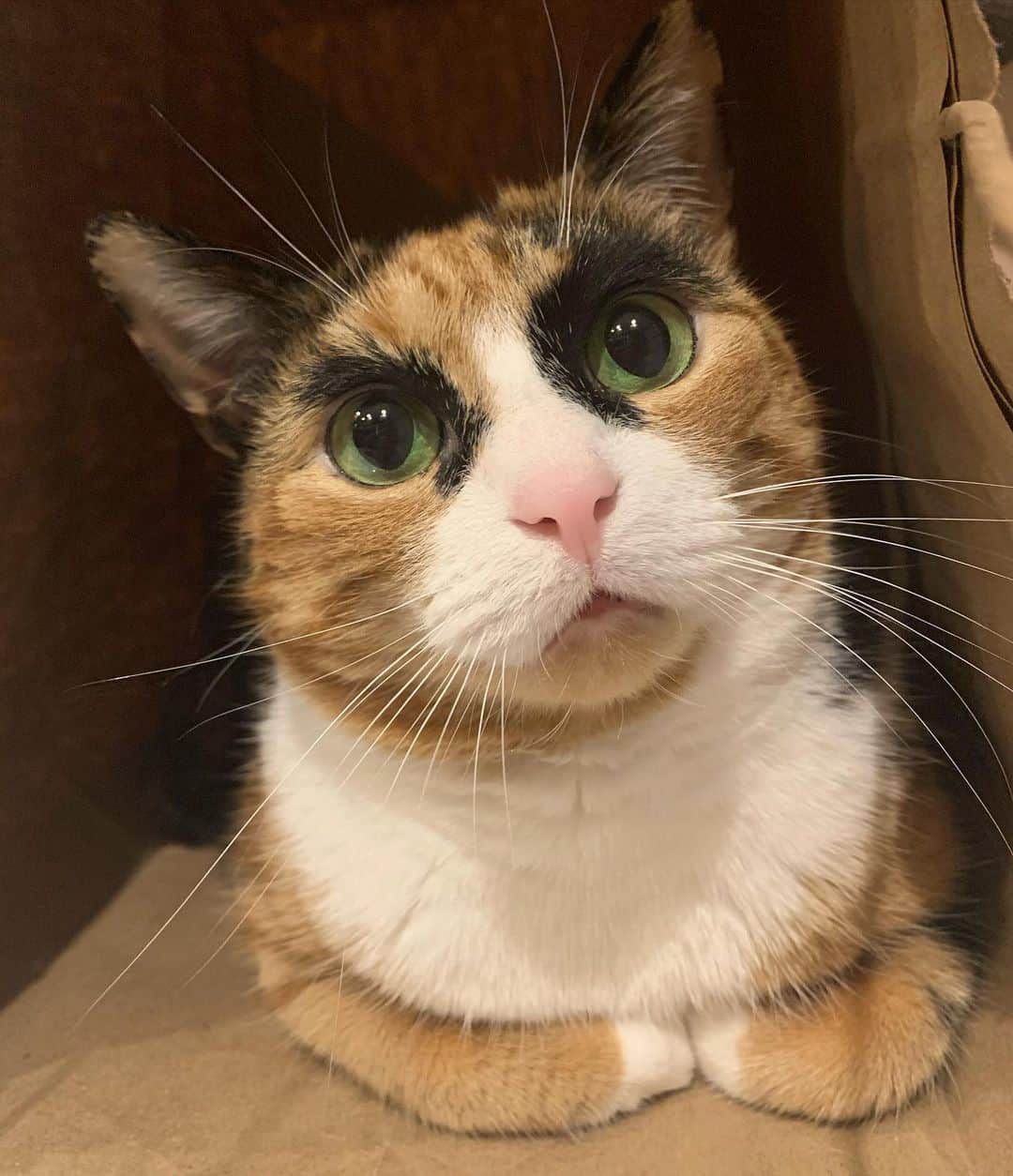 のインスタグラム：「Who wants to come play in my bag? 😸 #caturday」