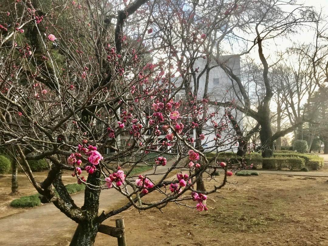 公益財団法人モラロジー研究所のインスタグラム：「【柏キャンパスの今　2/8】 春はもうすぐ。梅もたくさん蕾になり、花が咲いていきそうです。 #spring #柏市 #名所 #千葉県 #モラロジー 研究所 #麗澤 #自然 #梅」