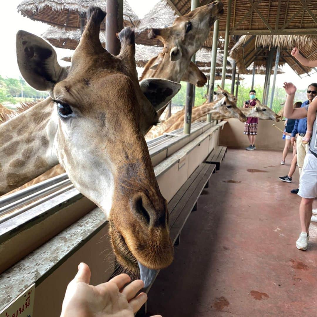 市原彩花さんのインスタグラム写真 - (市原彩花Instagram)「こんな近くに…🦒💗 . 何回見ても癒されるキリンさんとの写真☺️ #サファリワールド はすごい広い❣️ 車でサファリゾーンを回ってライオンとか見たり、ゾウやイルカのショーを見たり、可愛いグルメ食べたり、盛りだくさん😆 キリンが200頭いるらしいけど、他の動物の数も凄かった😂 鳥とか何千羽いたんだろう🤣 普通は入場料が1500B(約5000円)なんだけど @veltra_official だと、送迎とサファリゾーンのバス、日本語ガイドさんと昼食ビュッフェまでついてそこまで値段変わらないから本当にお得だし楽✨ 園内広くて迷うし、ショーの時間決まってるし、ガイドさんいてくれて良かった〜😆 見たいショーだけ見て、行きたいところもアレンジしてくれたよ😊 プロフィールとハイライトにURL貼ってます🦒 バンコクから行きやすい場所にこんなすごい所があるなんて最高🥳 忘れられない体験が出来たよ☺️ #safariworld#safariworldbangkok#safariworldthailand#サファリパーク#giraffe#giraffes#キリン#長頸鹿#기린#zoo#動物#動物園#动物园#동물원#bangkok#バンコク#泰国#thailand#タイ#bangkoktrip#バンコク観光#バンコク旅行#タイ観光#タイ旅行#ベルトラ#veltra#tabirepo#ベルトラ公認旅レポーター」2月8日 16時40分 - ayaka_ichihara