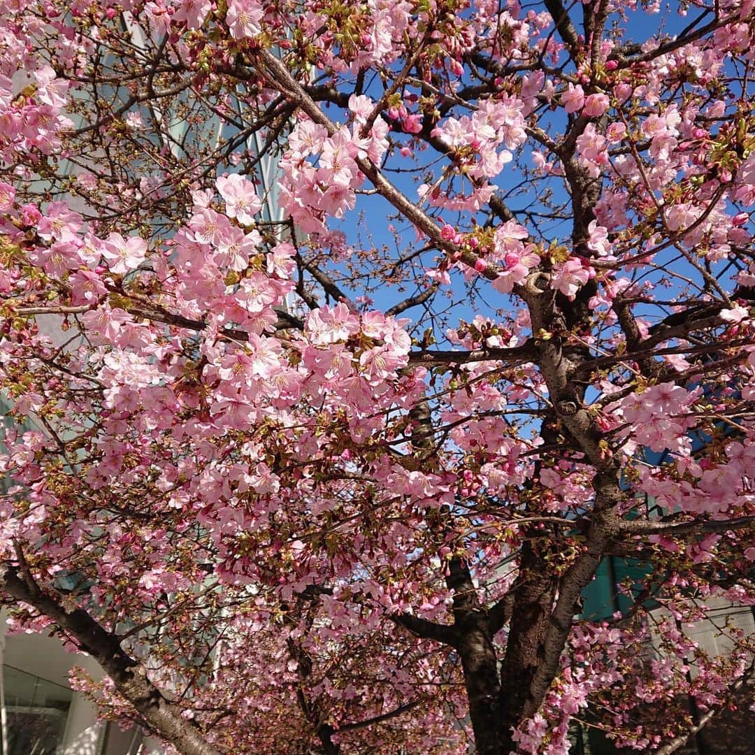 大林素子さんのインスタグラム写真 - (大林素子Instagram)「今年もこの桜の木 初桜」2月8日 16時47分 - m.oobayashi