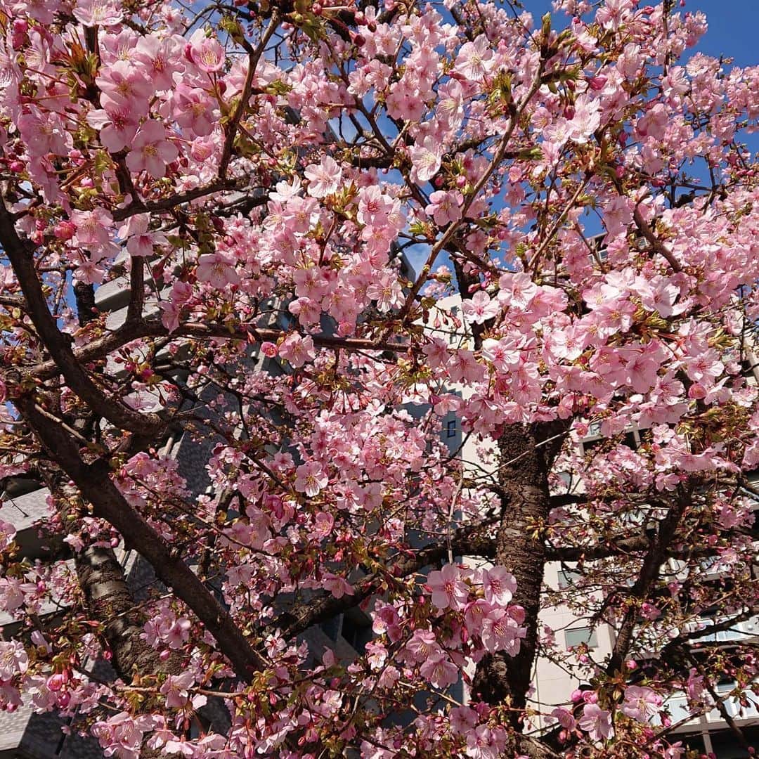 大林素子さんのインスタグラム写真 - (大林素子Instagram)「今年もこの桜の木 初桜」2月8日 16時47分 - m.oobayashi