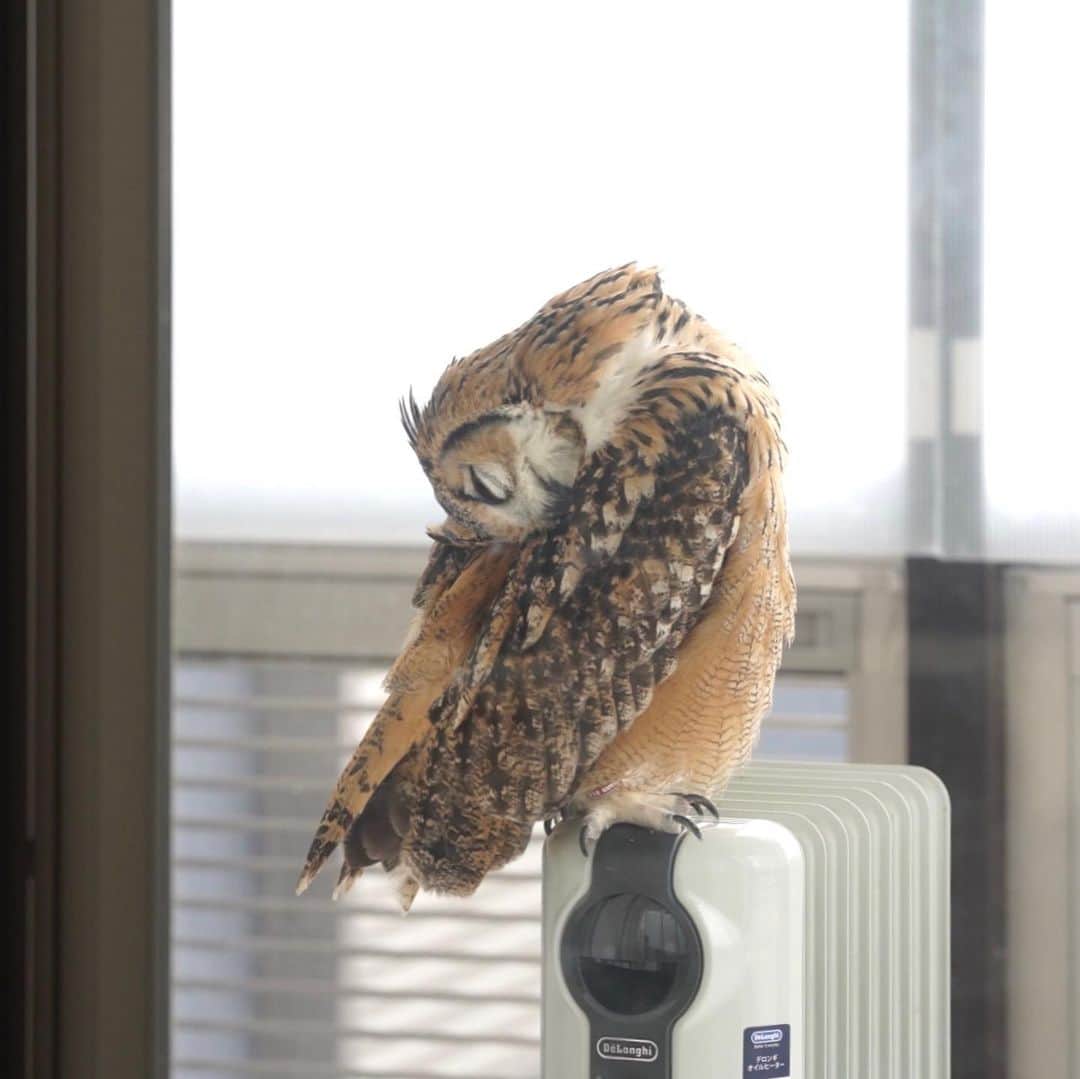 GEN3 Owlさんのインスタグラム写真 - (GEN3 OwlInstagram)「首がぐいんぐいん回るよ What is your neck like? #owl #owlgaru」2月8日 17時06分 - genz64