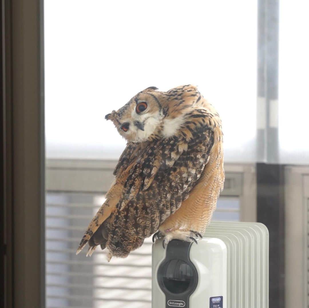 GEN3 Owlのインスタグラム：「首がぐいんぐいん回るよ What is your neck like? #owl #owlgaru」
