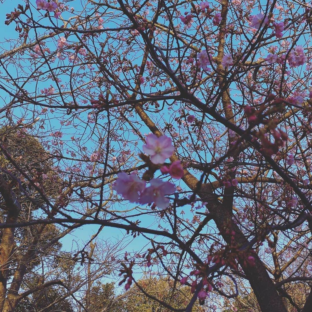 板谷由夏 さんのインスタグラム写真 - (板谷由夏 Instagram)「公園の河津桜が咲いてた かわいいピンク メレンゲの気持ち観てくださったかた ありがとう😊😊」2月8日 17時04分 - yukaitaya