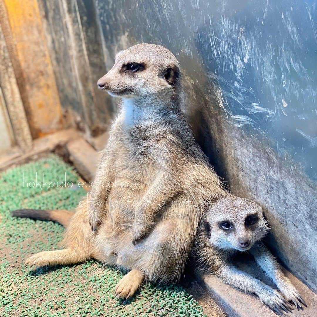 hokkaidoecoさんのインスタグラム写真 - (hokkaidoecoInstagram)「これが本当の『尻に敷かれる』😏 #北海道エコ #動物 #専門学校 #ミーアキャット #きーちゃん #メス #かーくん #オス #ただいま同居中 #きーちゃんに敷かれるかーくん #かーくん小さいけれど #立派な大人 #きーちゃんの #貫禄 #すごい #比較的仲良し #人も #動物も #女の人が #強め #かな #😏」2月8日 17時27分 - hokkaidoeco