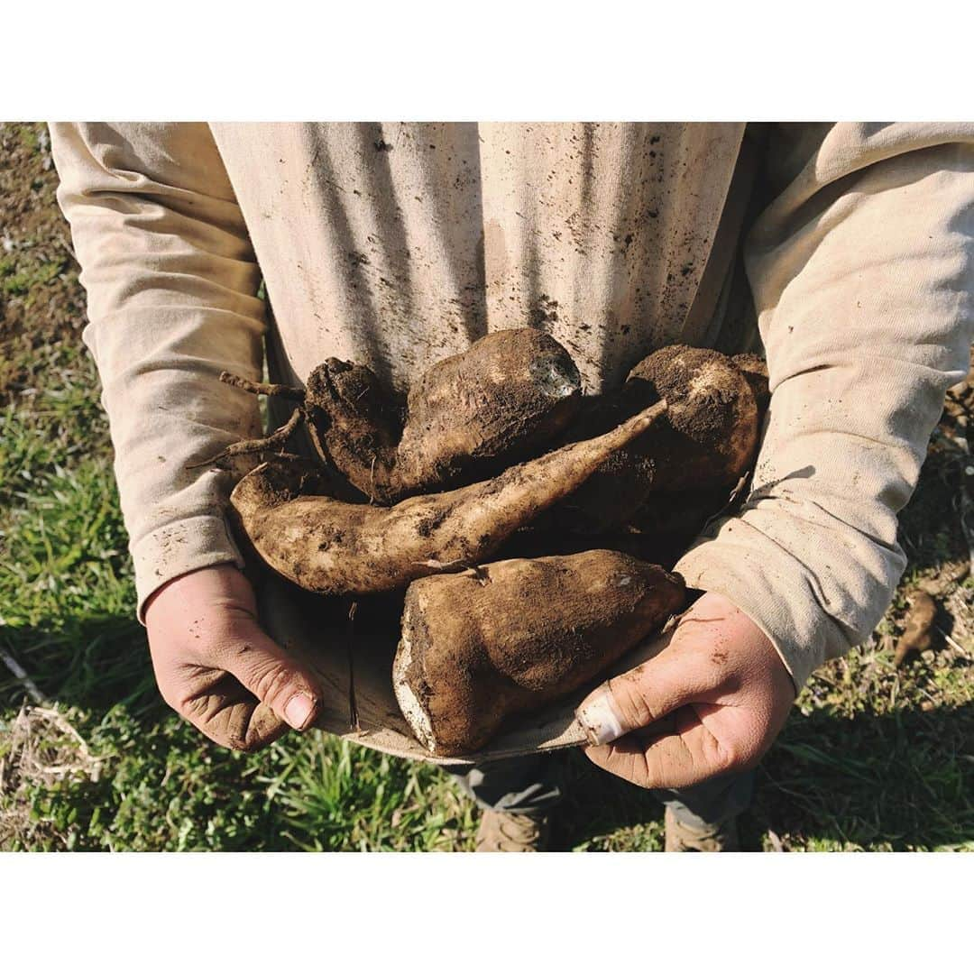 大田由香梨さんのインスタグラム写真 - (大田由香梨Instagram)「今日は、ご縁あって、有名なOrganic  Restaurant 「WE ARE THE FARM」の農場にお邪魔させていただきました😋🙌🏻🥬🥬🥬 毎朝収穫したお野菜を都内のお店に直送している本物の「FARM to Table」を自力で実現している素晴らしいみなさん♡ 飲食店を営むだけでも大変なのに、農業も兼業するエネルギー✨本当に心から尊敬しています😍🙏🏻✨ 美しい畑を見て回りながらムシャムシャと葉っぱを食べ歩き😋　1時間ほど夢中で大根を抜いたら、足がフラフラになり🤣　土を触り、太陽の光を浴び、心身ともに癒されて🌱  畑の後の採れたて野菜の青空ランチは、何よりもの幸せな時間となりました🕊🕊🕊 来週あたりは私が収穫した大根がお店のメニューに入っているかも😙🥬 LAPAZにもお野菜をお裾分けしていただいて✨　心から感謝でございます☺️🙏🏻 素晴らしく幸せな休日でした🕊  @nagaya_ayako ありがとうございました☺️🙏🏻♥️ @wearethefarm.uehara  @wearethefarm.shibuya  @wearethefarm_ebisu  @wearethefarm.meguro  @wearethefarm_azabu  #Respect #Organic #Lover #thanks」2月8日 17時40分 - otayukari