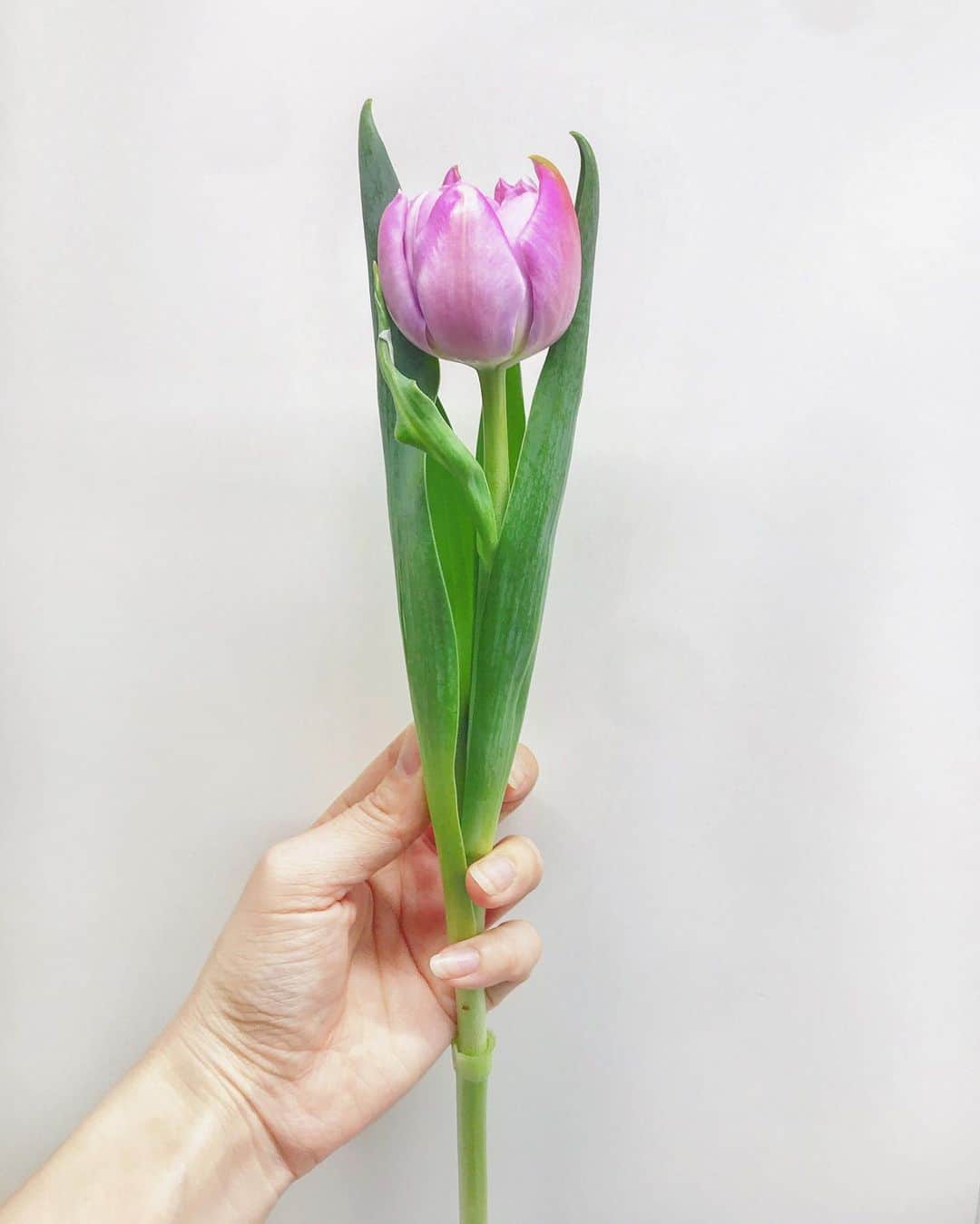 笹口直子さんのインスタグラム写真 - (笹口直子Instagram)「🌷🌷🌷 沢山ある中から娘の選んでくれた色。 ・ ・ 大好きなお花屋さんでお花を沢山買って、苺買って、スコーン買って、ワイン買って、漫画が買ってルンルンで帰宅(*^^*) #チューリップ #🌷 #これは娘の部屋に」2月8日 17時35分 - na.o.ko.16