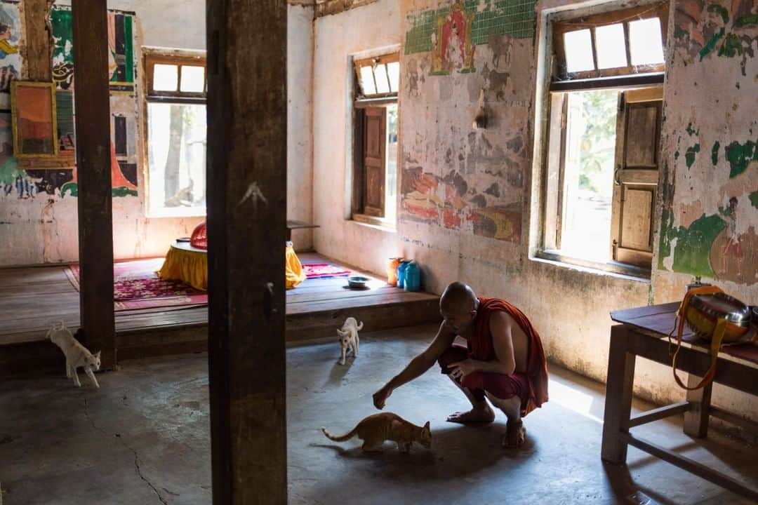 National Geographic Travelさんのインスタグラム写真 - (National Geographic TravelInstagram)「Photo by @amandamustard | A monk feeds some cats in the living quarters of a rural temple outside Nay Pyi Taw, Myanmar. #myanmar #naypyidaw #monkhood」2月8日 18時08分 - natgeotravel